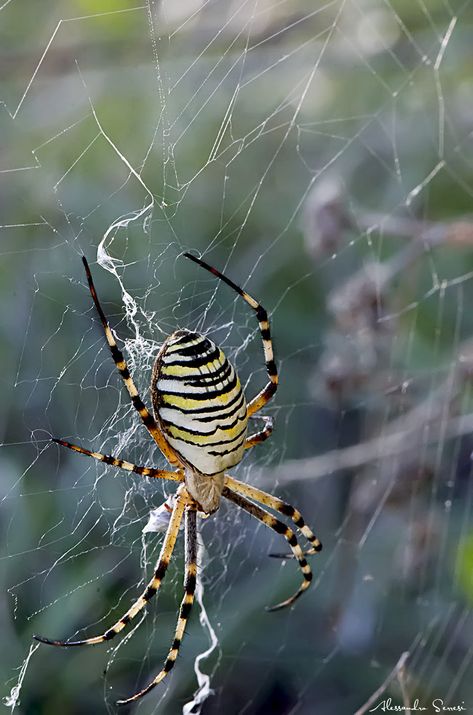 .....spider....... by Alessandro Serresi Spider Web Drawing, Arachnids Spiders, Spider Pictures, Types Of Spiders, Spider Species, Real Spiders, Spider Web Tattoo, Garden Spider, Spider Costume