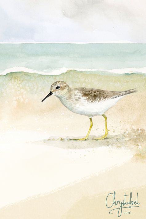 Original Sandpiper on the Beach watercolor painting by Christy Obalek #painting #peep #shorebird #coastal #walldecor Sand Piper Painting, Watercolor Sandpipers, Sandpiper Watercolor, Sandpiper Painting, Sandpipers On The Beach, Sand Piper, Paint Birds, Beach Birds, Beach Scene Painting