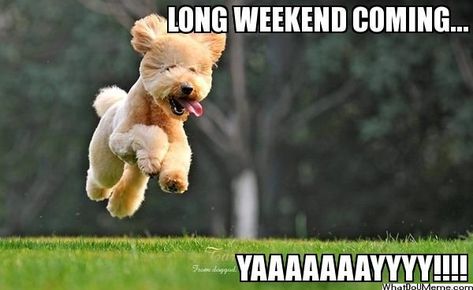 Happy Long Weekend Image, Long Weekend Meme, Long Weekend Quotes, Harry Potter Humor, Weekend Meme, Saturday Memes, Meme Names, Let The Weekend Begin, Friday Dance