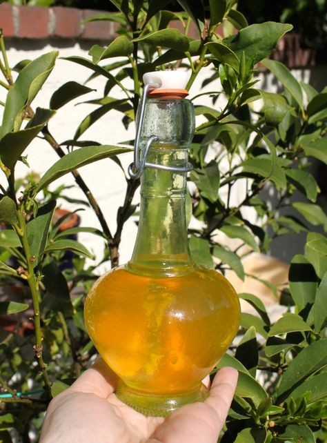 Kumquat Liqueur in front of my kumquat tree Alcoholic Fruit, Homemade Booze, Herbs Recipes, Kumquat Recipes, Kumquat Tree, Homemade Liquor, Liquor Recipes, Salted Caramel Fudge, Seasonal Cooking