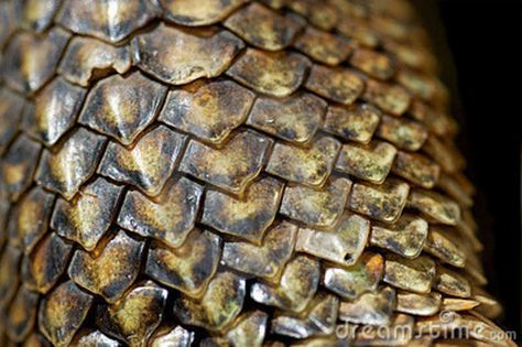 reptile scales close up - Google Search Reptile Scales, Animal Anatomy, Dragon Scale, 판타지 아트, Creature Concept, Dragon Art, Creature Design, Character Concept, Scales