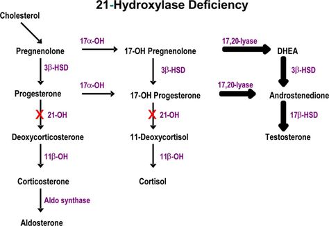 Adrenal Hyperplasia, Congenital Adrenal Hyperplasia, Study Inspo, Adrenal Fatigue, Studying Inspo, Jujutsu, Anatomy, Did You Know, Medicine