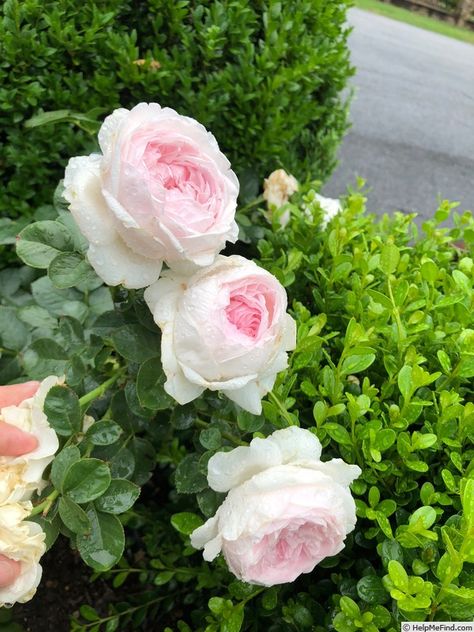 'Earth Angel' Rose Photo Flower Boquet, Diy Garden Fountains, Rose Photo, Peonies Garden, David Austin Roses, Gold Aesthetic, Earth Angel, Rose Photos, Garden Fountains