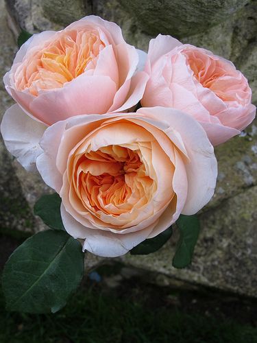 Juliet is a cut rose with a very individual character - pale peach outer petals around a glowing apricot centre. David Austin, Green Leaves, Pink Roses, Austin, Roses, Stone, Wall, Green, Pink