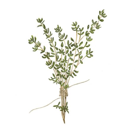 Thyme Drawing Simple, Thyme Drawing, Thyme Illustration, Diy Altar, Chalk Art Signs, Herbs Illustration, Flowers Journal, Drawing Food, Ireland Trip