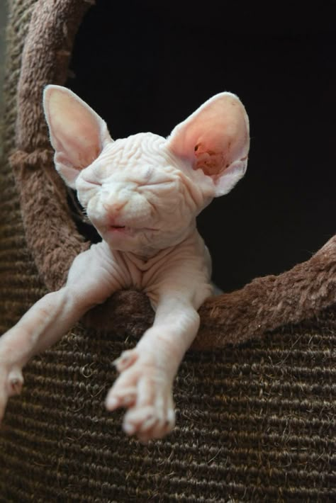 Cute Hairless Cat, Hairless Cats, Sphynx Cats, Sphinx Cat, Silly Cats Pictures, Hairless Cat, Cute Cats Photos, Pretty Animals, Sphynx Cat