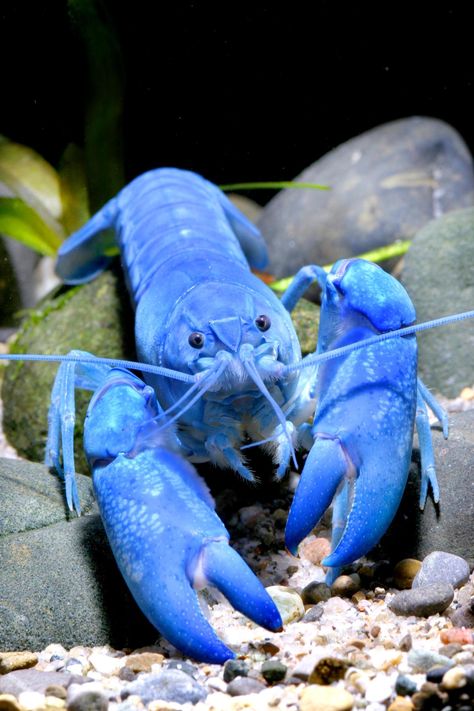 Creature Marine, Blue Lobster, Fauna Marina, Air Tawar, Beautiful Sea Creatures, Water Animals, Underwater Creatures, Underwater Life, Blue Crab