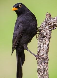 Wild Birds Photography, Common Birds, Brown Bird, British Wildlife, Birds Tattoo, Bird Photo, Blackbird, Colorful Birds, Little Birds