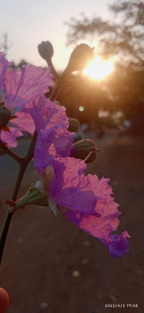 Sun set # Lagerstroemia floribunda # afternoon # evening Fake Snapstreak, Evening Snap, Fake Sun, Sun Set, My Photo Gallery, Flowers Photography, Photo Gallery, Photo Galleries, Sun