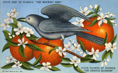 State symbols on a postcard. Mocking Bird, Florida Poster, Mocking Birds, Florida Oranges, Bird And Flower, Orange Blossoms, Florida Art, State Birds, Old Florida