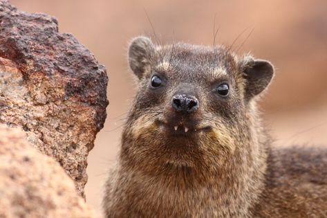 Rock hyrax | Procavia capensis | Augrabies Falls NP, Norther… | Flickr Augrabies Falls, Rock Hyrax, Cute Australian Animals, Tattoo Nature, Tropical Animals, Animal Print Wallpaper, Photo C, Australian Animals, Animal Sketches