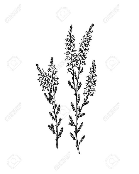 Erica Flower Drawing, Hyssop Tattoo Simple, Erica Flower Tattoo, Russian Sage Tattoo, Heather Flower Drawing, Hyssop Tattoo, Heather Flower Tattoo, Gypsophila Tattoo, Vervain Tattoo