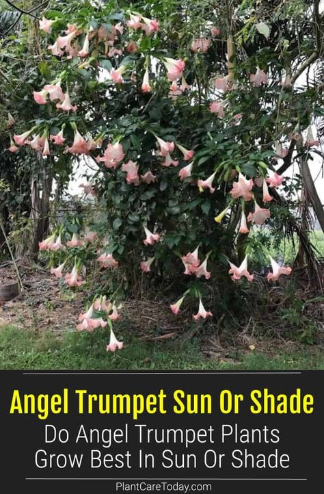 Angel Trumpet plants are relatively easy to care for but do best given the right conditions - sun or shade. Brugmansia produces gorgeous, fragrant blooms and shiny, dark green leaves. Angels Trumpet Flower, Brugmansia Plant, Trumpet Plant, Angel Trumpets, Angel Trumpet Plant, Container Arrangements, Angels Trumpet, Moon Plant, Dark Green Leaves