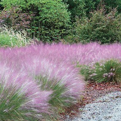 Pink Muhly Grass - Cotton Candy Pink Grass Farm Landscape Design, Backyard Grass Landscaping, Muhlenbergia Capillaris, Pink Muhly, Grass Landscaping, Florida Backyard, Pink Grass, Herbal Garden, Spring Hill Nursery