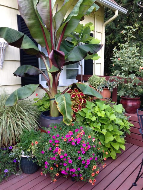 Late season deck pots.  Look at that red banana tree! Banana Tree In Pot Outdoor, Potted Banana Plant, Banana Plant Outdoor Pot, Potted Banana Tree, Banana Tree Garden Ideas, Banana Trees In Pots, Banana Plants In Pots, Banana Tree Landscape, Big Pots For Plants Ideas