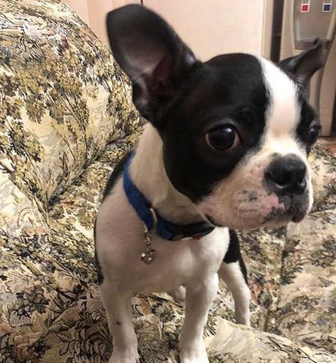 45 Stunning Female Dog Names For Boston Terriers | PetPress Female Dog Names List, Dog Names Disney, Beautiful Dog Names, Puppies Names Female, Dogs Names List, Boston Terrier Rescue, Dog Names Unique, Boston Terrier Names, Female Dog Names