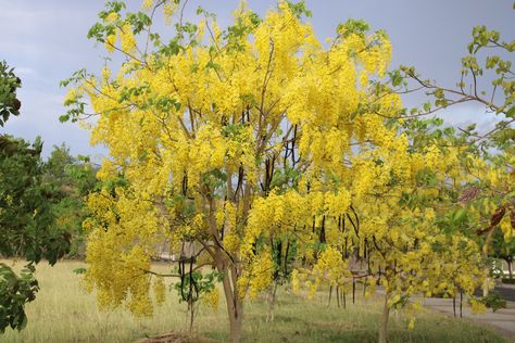 Laburnum Tree, Tree Painting, Art