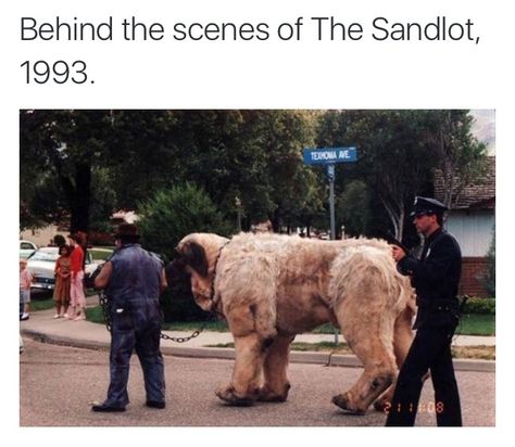 Sandlot Behind The Scenes, Gold Movie, Historical Pics, Books Funny, Dog Suit, Wonder Years, Giant Dogs, The Sandlot, 90s Movies