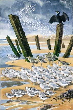 C F Tunnicliffe - Seabirds on a Beach Charles Tunnicliffe, Uk Wildlife, Journal Nature, Children's Book Illustrations, Bird Illustrations, Sea Pictures, Bird Artists, Book Printing, Beach Illustration