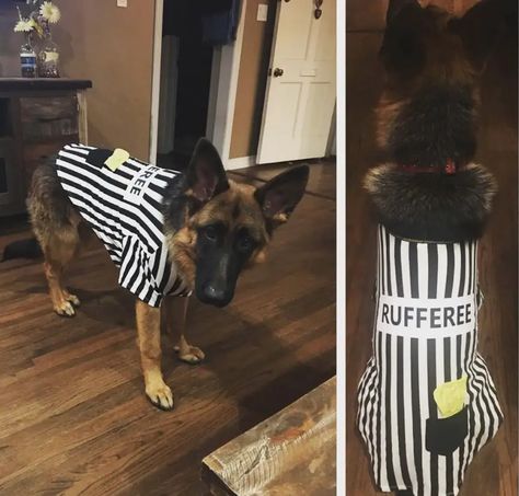 40+ Best German Shepherd Halloween Costume Ideas - The Paws German Shepherd Halloween Costume, Animals And Pets Funny, Pug Halloween Costumes, German Shepherd Halloween, German Shepherd Funny, Funny German Shepherd, Dog German Shepherd, Dog German, Dog Halloween Costumes