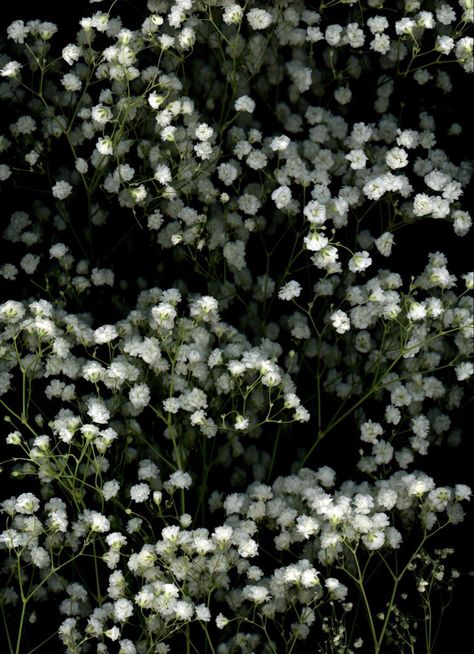 Baby's Breath Garden, Gypsophila Aesthetic, Baby's Breath, Babys Breath Aesthetic, Baby Breath, Babies Breath, Floral Design Classes, Goth Garden, Baby S Breath