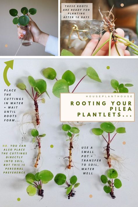 How to propagate pilea babies – HOUSEPLANTHOUSE Pilea Peperomioides Propagate, Pilea Propagation, Pilea Plant Care, Houseplants Propagation, Propagate Pilea, Houseplant Propagation, Plants To Propagate, Money Plant Care, Water Plants Indoor