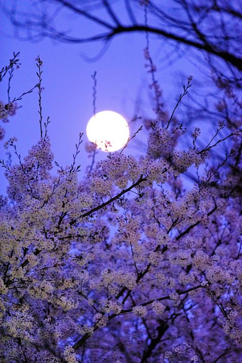 Cherry blossoms and full moon - ©ShinChan831 - www.flickr.com/photos/shnkgw831/3420481707/in/photostream/ Shoot The Moon, Super Moon, The Full Moon, Beltane, Beautiful Moon, Moon Glow, Bougainvillea, Alam Yang Indah, Nature Beauty