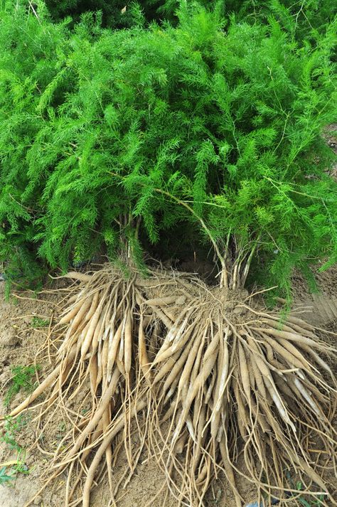 Shatavari Plant, Asparagus Racemosus, Asparagus Plant, Astragalus Root, Forest Habitat, Fluid And Electrolytes, Adaptogenic Herbs, Fragrant Flowers, Medicinal Plants