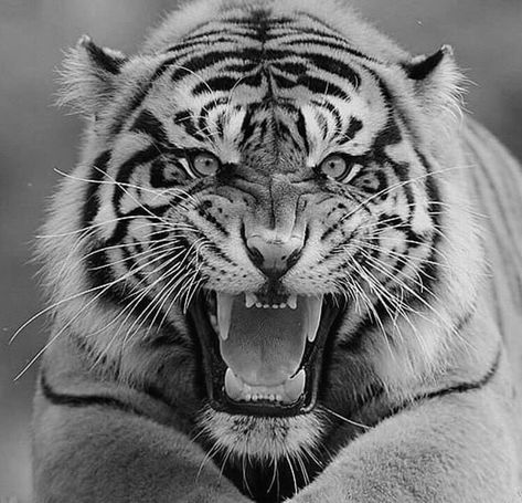 Tiger Black And White, Aggressive Tiger Tattoo, Tiger Portrait Tattoo, Tiger Face Photography, Tiger World, Tiger Sketch, Tiger Black And White Photography, Tiger Tattoo Sleeve, Wild Animal Wallpaper