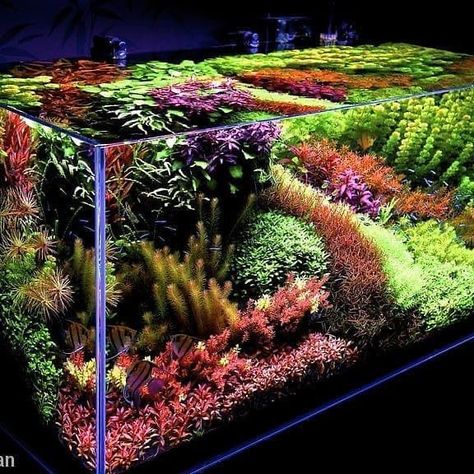 Dutch Style Aquascape, Biotope Aquarium, Fish Aquarium Decorations, Aquarium Garden, Freshwater Aquarium Plants, Taman Air, Amazing Aquariums, Cool Fish Tanks, Aquascape Design