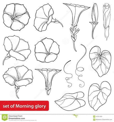 Vector set with outline Ipomoea or Morning glory flower bell, leaves and bud in black isolated on white background.. Illustration about flora, decorative, blossom, black - 107911933 Morning Glory Tattoo, Morning Glory Vine, Morning Glory Flowers, Flower Art Drawing, Watercolor Flower Art, Moon Flower, Summer Design, Morning Glory, Botanical Illustration