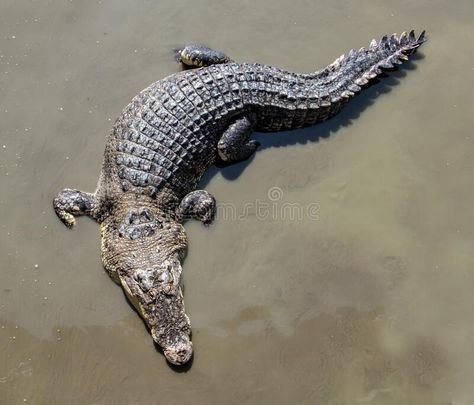 Crocodile Pictures, Crocodile Animal, Ski Hotel, Crocodile Tears, Petit Tattoo, Wild Animals Photography, Saltwater Crocodile, Cute Reptiles, Underwater Animals