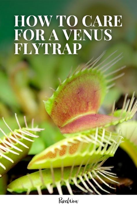 Venus Fly Trap Care, Venus Flytrap Plant, Best Indoor Trees, Venus Flytrap, Fly Trap, Venus Fly Trap, Fly Traps, Low Light Plants, Air Purifying Plants