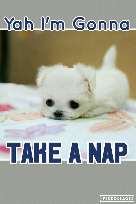 Apparently its nap time! :)  #adorable Nap Time Quotes, Nap Time Funny, Nap Meme, Goofy Animals, Nap Day, Naps Funny, Taking A Nap, Silly Goofy, Afternoon Nap