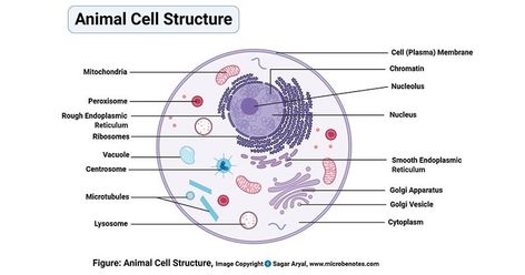 Definition of animal cell An animal cell is a eukaryotic cell that lacks a cell wall, and it is enclosed by the plasma membrane. The cell organelles are enclosed by the plasma membrane including the cell nucleus. Unlike the animal ... Read more The post Animal Cell- Definition, Organelles, Structure, Parts, Functions, Labeled Diagram, Worksheet appeared first on Microbe Notes. Plant Cell Organelles, Animal Cell Drawing, Cells Drawing, Cell Definition, Animal Cell Organelles, Animal Cell Structure, Plant Cell Diagram, Cell Diagram, Cells Worksheet