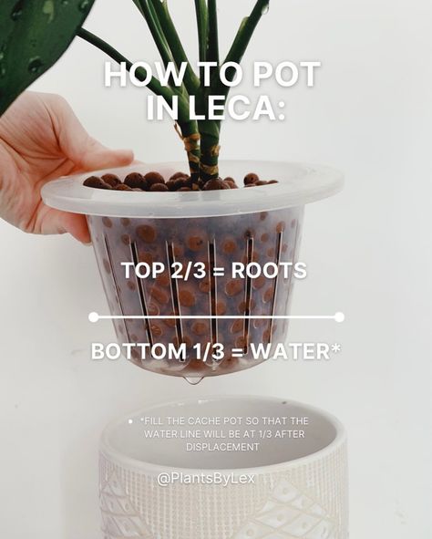 Lex - LECA & Houseplant Tutorials’s Instagram profile post: “Visual guide to potting plants in LECA Share to help a planty friend 💚 What plant have you recently potted in LECA? #leca #houseplants…” Leca Balls For Plants, Leca House Plants, Leca Plants, Potting Plants, Plants Care, Household Plants, Plant Book, Inside Plants, Pothos Plant