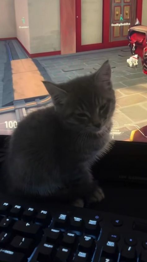 #cat #valorant #gaming #cute Valorant Cat Pfp, Cat Valorant, Jason Core, Pfp Gaming, Playing Valorant, Cat Gaming, Kitty Games, Cat Playing, Matching Pfps