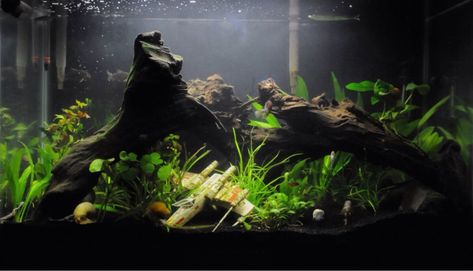 Want to do a Star Wars themed tank. - The Planted Tank Forum Star Wars Aquarium, Fish Tank Background, Fish Keeping, Cool Fish Tanks, Fresh Water Fish Tank, Planted Tank, Aquarium Ideas, Cool Fish, Return Of The Jedi