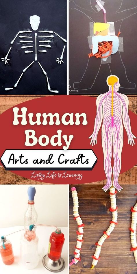 Human Body Arts and Crafts Human Body Crafts For Kids, Human Body Crafts, Human Body Lesson, Body Systems Worksheets, Human Body Printables, Human Body Unit Study, Human Body Worksheets, Human Body Projects, Elementary Science Activities