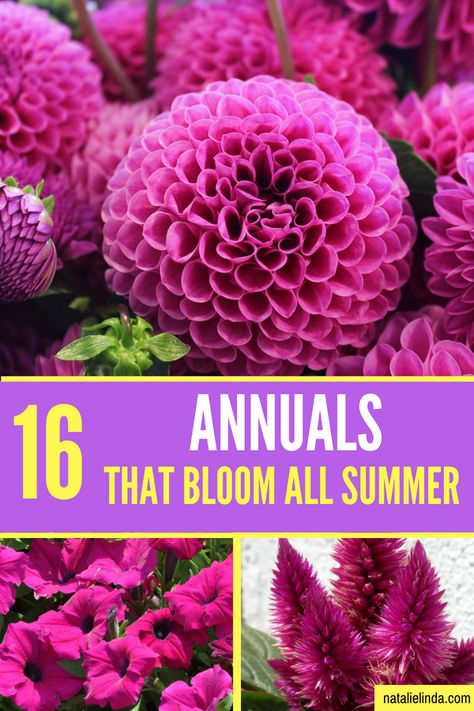 Check out these 16 gorgeous annuals if you're looking for flowers that bloom ALL Summer long and even into Fall! Summer Long Blooming Flowers, Plants That Flower All Summer, Flowers Bloom All Summer, Annual Flower Bed Ideas, Annual Flowers For Partial Sun, Annual Flowers For Full Sun Front Yards, Annual Plants Front Yards, Dahlia Flower Garden Landscapes, Full Sun Annuals Flower Bed