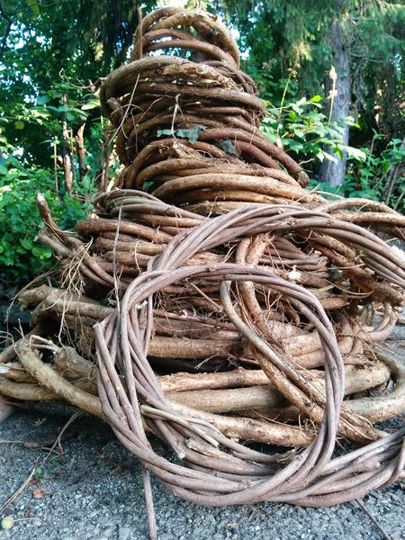 Wisteria Basket Weaving, Vine Baskets Diy, Plant Weaving, Craft Basket, Weaving Baskets, Baskets Diy, Pine Needle Crafts, Needle Weaving, Outdoor Skills