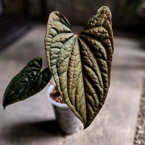 Kartel Daun’s Instagram post: “Papillilaminum x Luxurians. #anthuriumnightqueen #anthuriumpapillilaminumxluxurians” Anthurium Radicans X Luxurians, Anthurium Luxurians, Anthurium Papillilaminum, Wishlist Plants, Anthurium Plant, Forest Life, Amazing Plants, Plant Wishlist, Future Garden