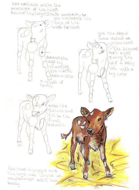 Calf Reference Drawing, Calves Drawing, Calf Sketch, Calf Drawing, Cow Drawing Reference, Standing Cow Drawing, Two Headed Calf Drawing, Cow And Calf Drawing Easy, Cow Anatomy Drawing