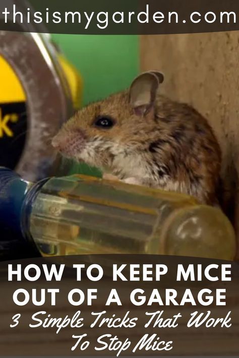 A photo of a mouse in a garage. Photo from thisismygarden.com How To Keep Mice Out Of Shed, How To Prevent Mice In Your Home, Keep Mice Out Of House, Get Rid Of Mice In House Fast, Get Rid Of Rats Outside, Mouse Deterant, Home Remedies For Mice, Cute Nail Designs For Spring, Killing Mice