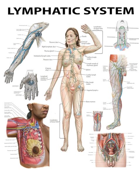 The Lymphatic System: A Comprehensive Visual Guide PDF HQ FILE - Etsy Lymph Drainage Massage, Body Wisdom, Basic Anatomy And Physiology, Lymph Massage, Lymph System, Human Body Anatomy, Medical School Essentials, Muscle Anatomy, Medical Anatomy