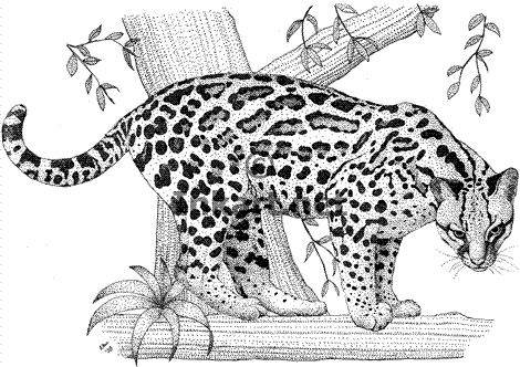 ocelot.gif (470×332) Snow Leopard Drawing, Snow Leopard Tattoo, Tattoo Leopard, Leopard Hunting, Noir Tattoo, Cheetah Tattoo, Leopard Drawing, Jaguar Tattoo, Leopard Tattoos