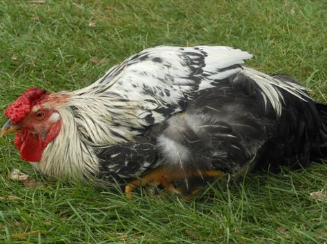 If you are a chicken keeper, you should know about these 13 common chicken diseases and how to treat them. That if you don't want your whole flock to die. Chicken Illness, Backyard Chicken Farming, Chicken Health, Chicken Treats, Raising Backyard Chickens, Backyard Flocks, Free Range Chickens, Building A Chicken Coop, Baby Chickens