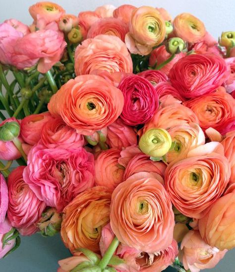 Coral Ranunculus Deco Floral, Ranunculus, Beautiful Blooms, Orange Flowers, Wedding Flower, Cut Flowers, Love Flowers, Pretty Flowers, Fresh Flowers