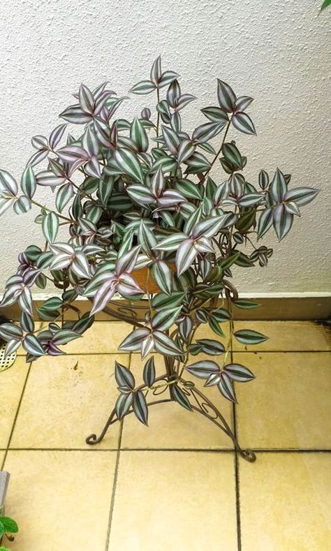 How to Grow Spilling Wandering Jew Plants Indoors: 5 Tricks Plant In Bathroom, Wondering Jew Plant, Wondering Jew, Jew Plant, Wandering Jew Plant, Companion Planting Vegetables, Small House Garden, Wandering Jew, Herb Containers