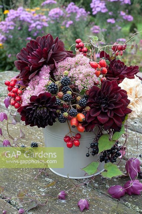 Dahlia 'Arabian Nights' with sedums, blackberries, rosehips and Rhodochiton atrosanguineum Plant Photography, Beautiful Flower Arrangements, Deco Floral, Rustic Garden Decor, Profile Pic, Floral Display, Flower Farm, Fall Flowers, Cut Flowers